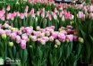 Tulipa Perth ® (1)